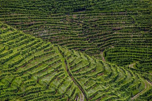 Valdobbiadene - İtalya Prosecco köpüklü şarap bölgesi üzüm bağları ile pitoresk tepeler.