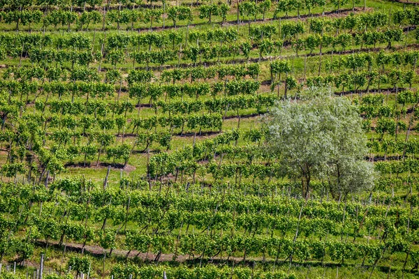 Pintorescas Colinas Con Viñedos Región Vinícola Espumosa Prosecco Valdobbiadene Italia —  Fotos de Stock