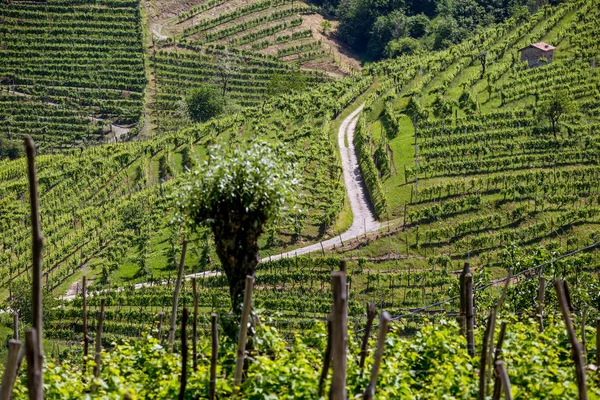 Pintorescas Colinas Con Viñedos Región Vinícola Espumosa Prosecco Valdobbiadene Italia —  Fotos de Stock