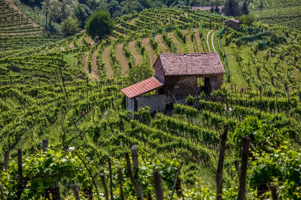 Malownicze Wzgórza Winnicami Regionu Wina Musującego Prosecco Mieście Valdobbiadene Włochy — Zdjęcie stockowe