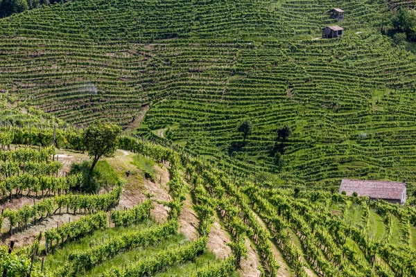 Valdobbiadene - İtalya Prosecco köpüklü şarap bölgesi üzüm bağları ile pitoresk tepeler.