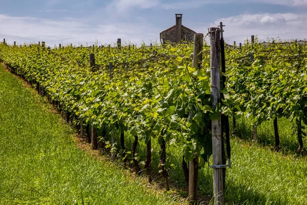 Valdobbiadene - İtalya Prosecco köpüklü şarap bölgesi üzüm bağları ile pitoresk tepeler.