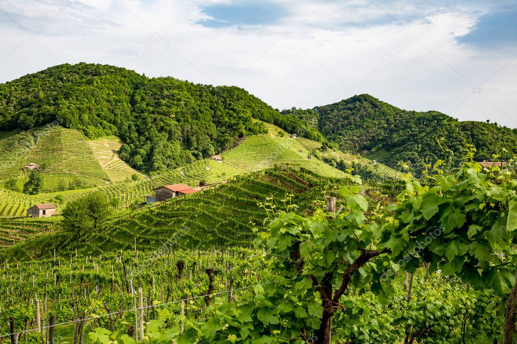 Picturesque hills with vineyards of the Prosecco sparkling wine region in Valdobbiadene - Italy.