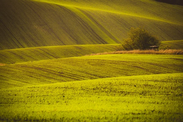 Зелений хвилі — стокове фото