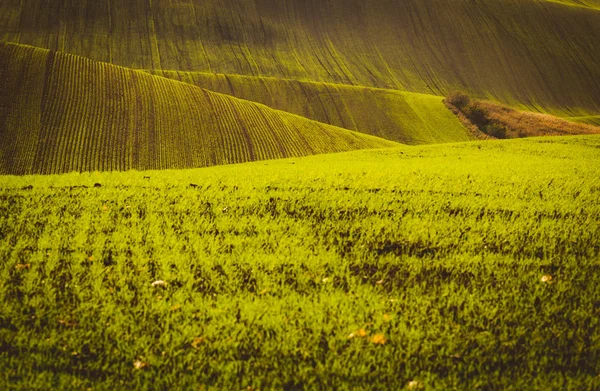 Green waves — Stock Photo, Image