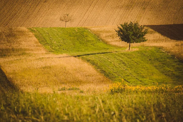 Dalgalı alanları — Stok fotoğraf