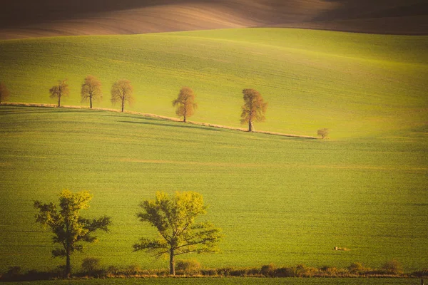 Faliste pola jesień w morawskich Toskania, Republika Czeska — Zdjęcie stockowe