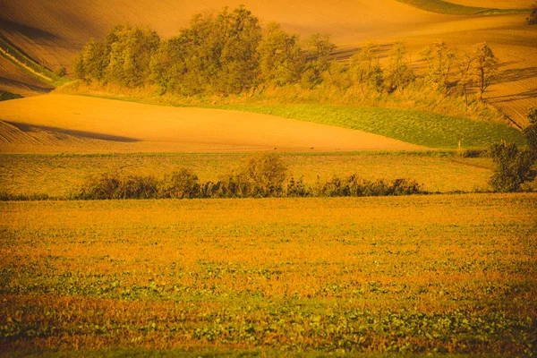 Κυματιστή τομείς φθινόπωρο Moravian Τοσκάνη, Τσεχική Δημοκρατία — Φωτογραφία Αρχείου