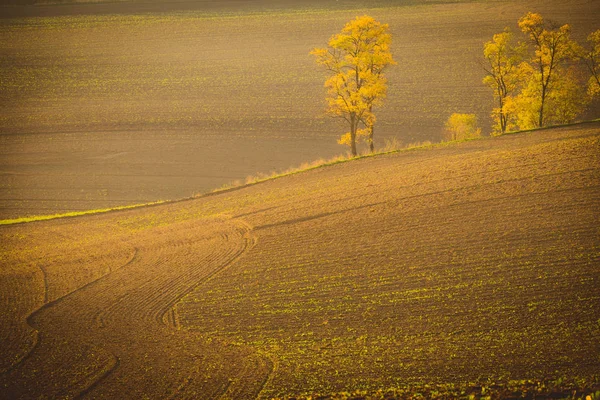 Wellige Herbstfelder in der mährischen Toskana, Tschechische Republik — Stockfoto