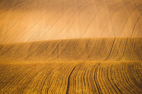 Vågig hösten fält i mähriska Toscana, Tjeckien — Stockfoto