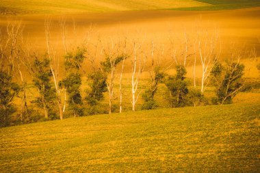 Dalgalı sonbahar alanları Moravyalı Toskana, Çek Cumhuriyeti