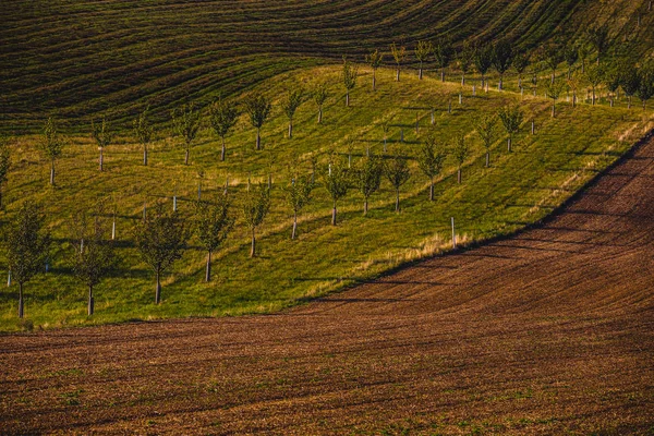 Κυματιστή τομείς φθινόπωρο Moravian Τοσκάνη, Τσεχική Δημοκρατία — Φωτογραφία Αρχείου