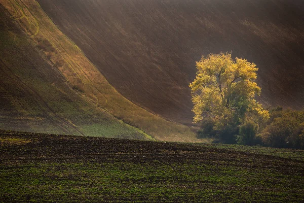 チェコ共和国モラビア トスカーナの波状の秋のフィールド — ストック写真