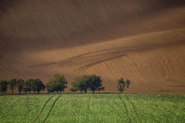 Vågig hösten fält i mähriska Toscana, Tjeckien — Stockfoto