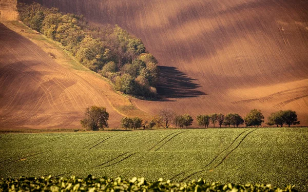 Хвилясті осінній поля в Тоскані Моравії, Чехія — стокове фото