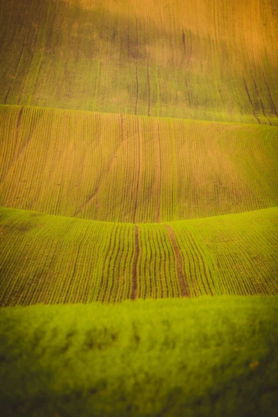Wavy  autumn fields in Moravian Tuscany, Czech Republic — Stock Photo, Image
