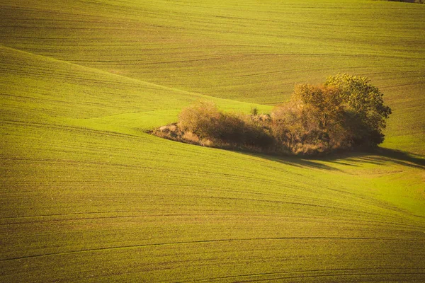 Champs ondulés d'automne — Photo