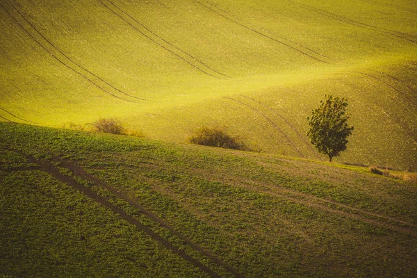 Podzimní vlnité pole — Stock fotografie