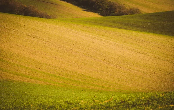 Campi ondulati d'autunno — Foto Stock