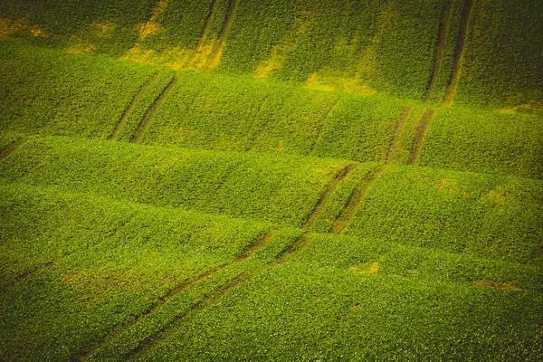 Em ondas verdes — Fotografia de Stock