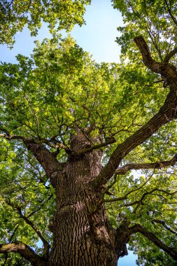 Parkta yaşlı yaprak döken ağaçların taç