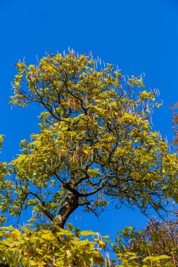 Parkta yaşlı yaprak döken ağaçların taç