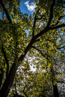 Parkta yaşlı yaprak döken ağaçların taç