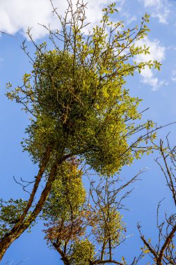 Ökseotu ağaç tepesinde