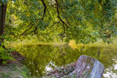 Göl ve ağaçlar Lednice castle Park