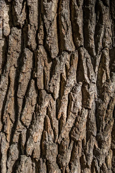 Struktúra és a rajz egy öreg fa kéreg — Stock Fotó