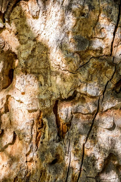 Yapısı ve yaşlı bir ağaç kabuğu çizimi — Stok fotoğraf