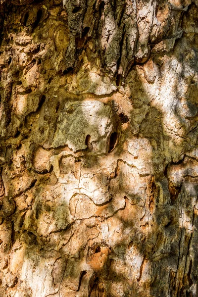 Yapısı ve yaşlı bir ağaç kabuğu çizimi — Stok fotoğraf