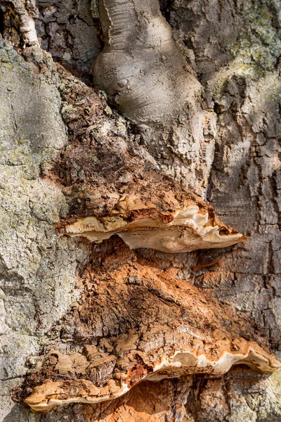 오래 된 나무의 껍질 구조의 세부 사항 — 스톡 사진