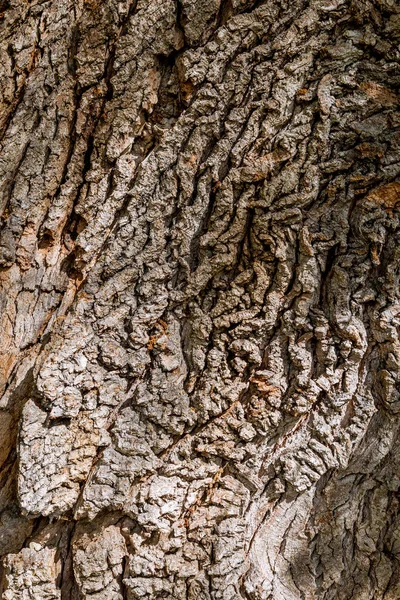 Yapısı ve yaşlı bir ağaç kabuğu çizimi — Stok fotoğraf