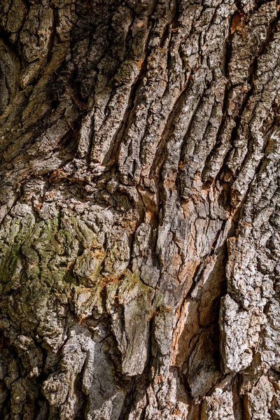 구조와 오래 된 나무의 껍질의 그림 — 스톡 사진
