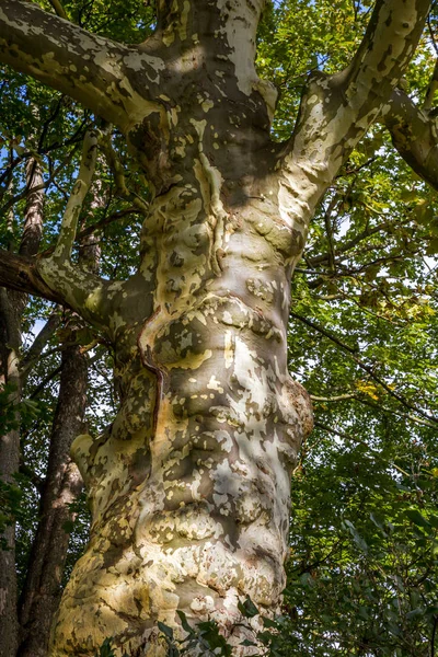 Korony drzew liściastych stary w parku — Zdjęcie stockowe