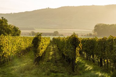 Bağ içinde sonbahar güneşin ilk ışınları