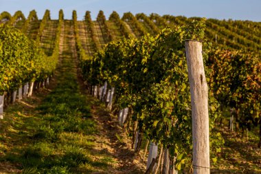 Satır Vines tepe üzerinde