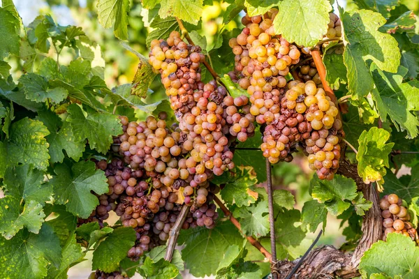 Wino z winogron przed zbiorami — Zdjęcie stockowe