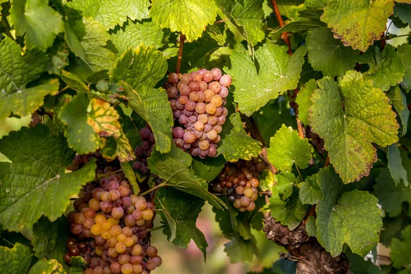 Виноград перед збиранням — стокове фото