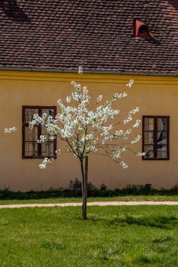 Pencereleri ve çiçek açan ağaçları olan eski ev