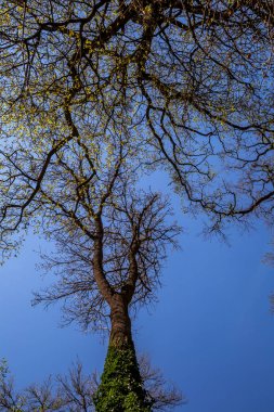 Eski ağaçlarla İngiliz parkı