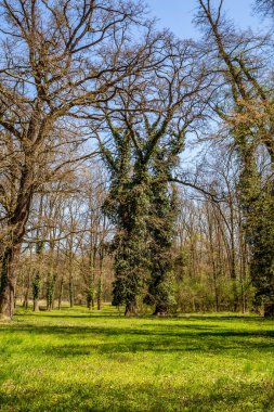 Eski ağaçlarla İngiliz parkı