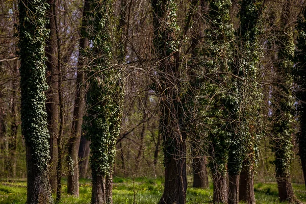 Angielski Park ze starymi drzewami — Zdjęcie stockowe