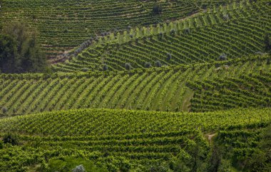 Valdobbiadene çevresinde bir üzüm bağları kasabası