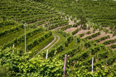 Valdobbiadene çevresinde bir üzüm bağları kasabası