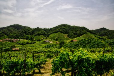 Prosecco üzüm bağlarıpanoraması