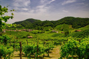 Prosecco üzüm bağlarıpanoraması