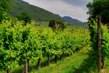Valdobbiadene tepelerindeki üzüm bağları.