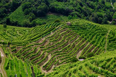 Prosecco şarap bölgesinin üzüm bağları olan yeşil tepeler ve vadiler